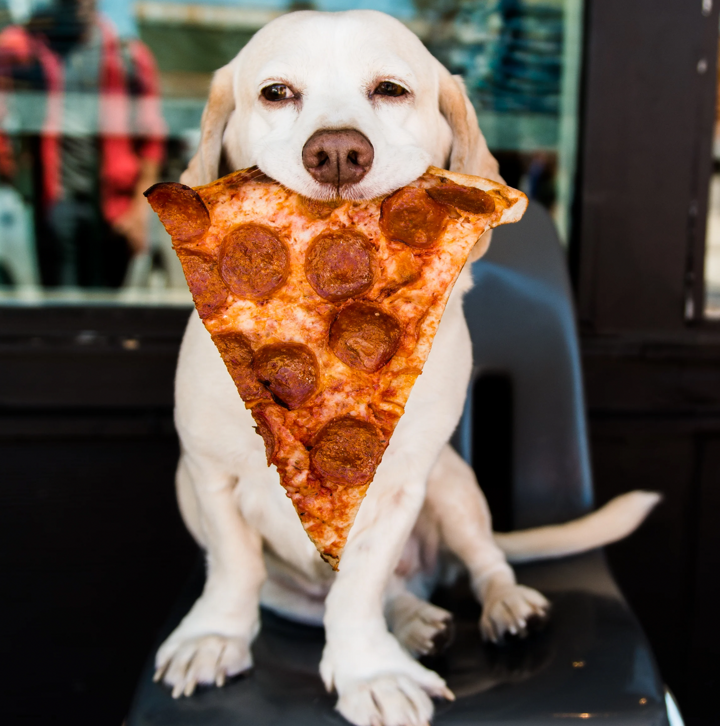 Pizza for Pups